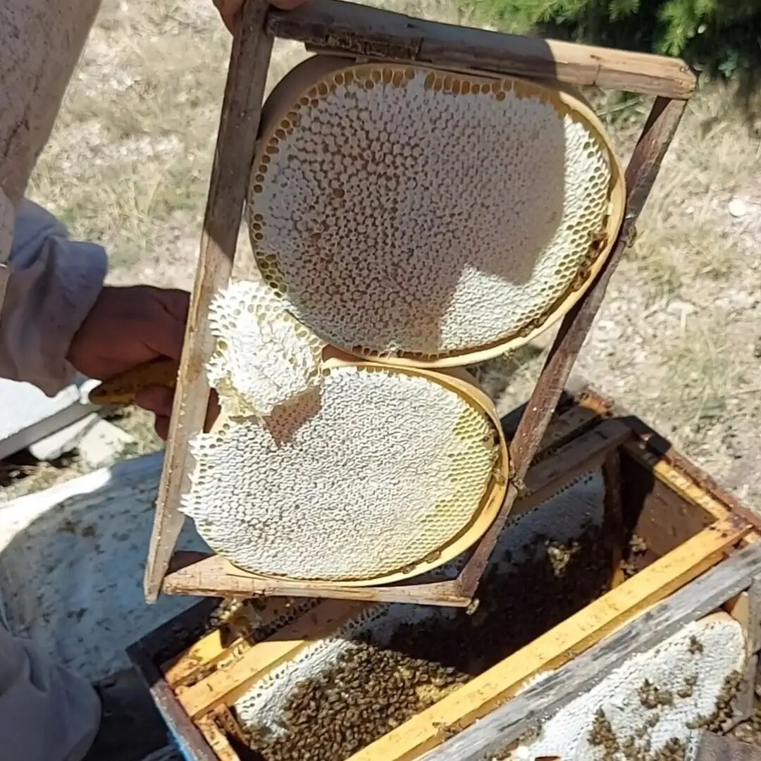 Cıta Karakovan Kasnak Balı