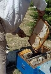 Cıta Karakovan Kasnak Balı